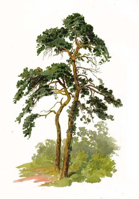 Trees and How to Paint Them In Watercolours